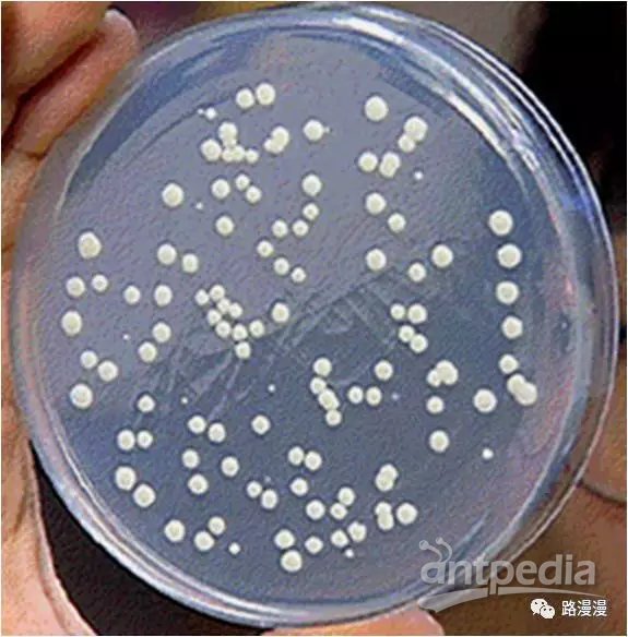 有鞭毛的细菌在半固体培养基内的生长现象