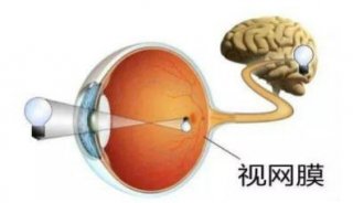 视网膜