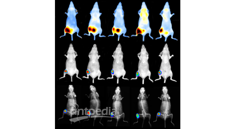 IVIS Lumina X5高通量小动物活体光学成像系统