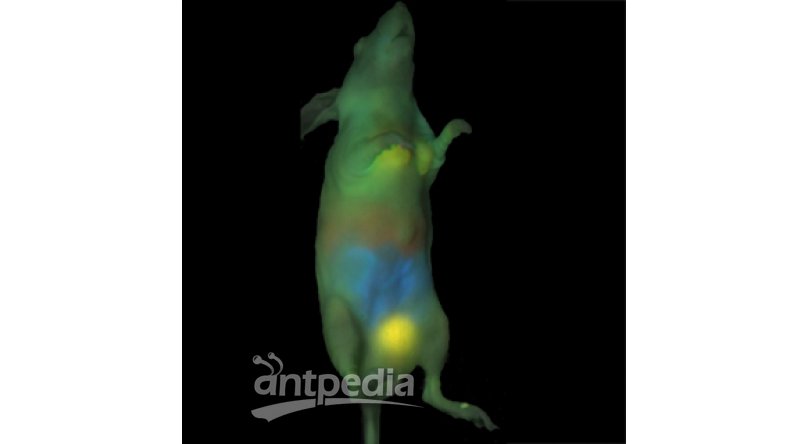 IVIS Lumina III 小动物活体光学二维成像系统