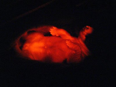 韩国科学家培育的转基因实验狗在紫外线下呈现出红色