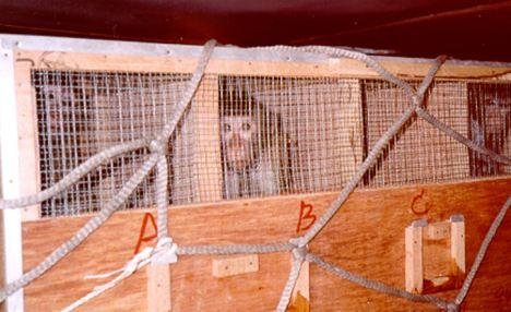 装船运输前，可怜的猴子被关进笼子。