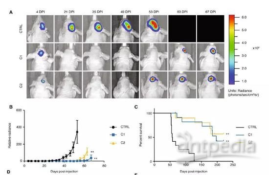 ▲敲除GABP-ß1L的肿瘤生长速度显著减慢（图片来源：《Cancer Cell》）