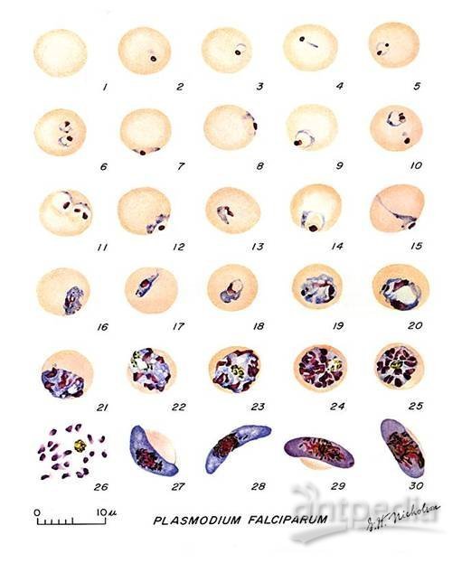 恶性疟原虫配子体结构图片