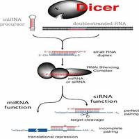 Dicer酶结构及作用原理