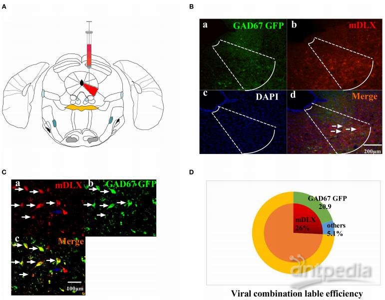 【文献解读】李熳团队发现vlPAG中GABA能神经元和谷氨酸能神经元在电针镇痛效应中的新机制