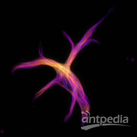 金鱼星形胶质细胞