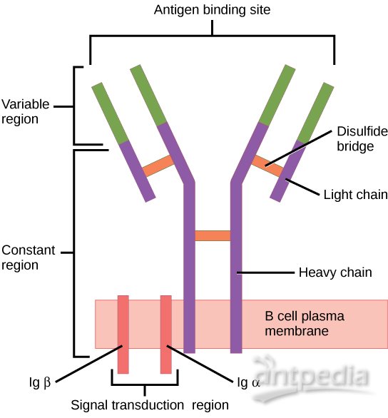 B细胞受体(图2)