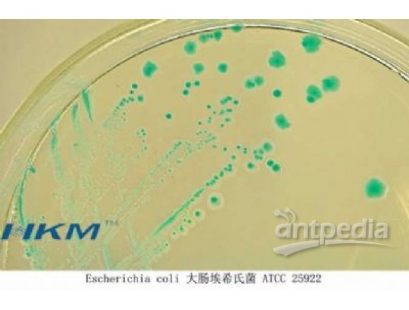 大肠杆菌显色培养基(ChromogenicE.coliAgar)