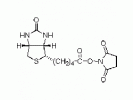 D-生物素 N-羟基琥珀酰亚胺酯