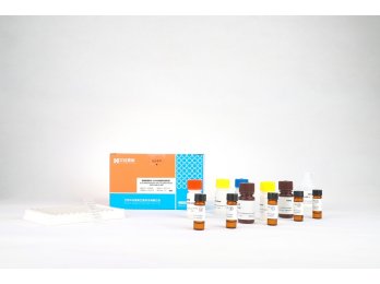 美正桔青霉素ELISA检测试剂盒 96T/盒