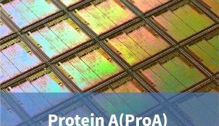 LifeDisc Protein A(ProA) 生物传感器（长效型）