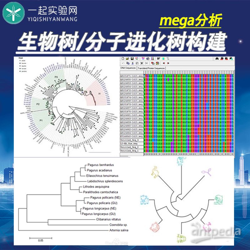 分子进化树构建/mega分析/一起实验网