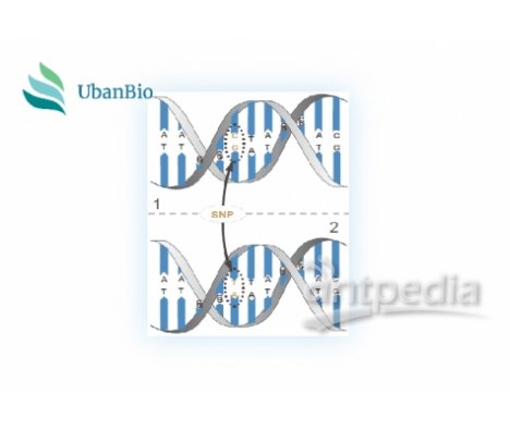 SNP 单核苷酸多态性检测技术服务