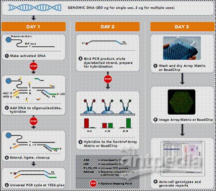 Illumina SNP基因分型检测