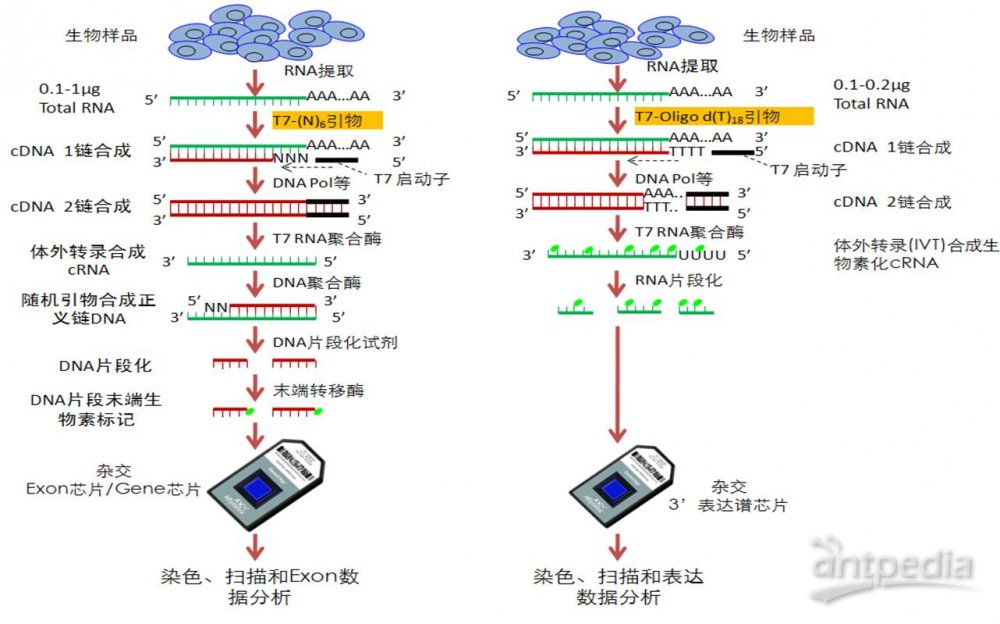 Affymetrix mRNA表达谱芯片服务