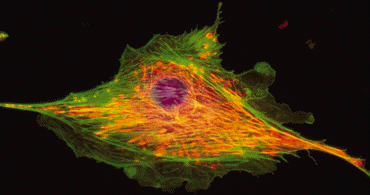 细胞免疫荧光