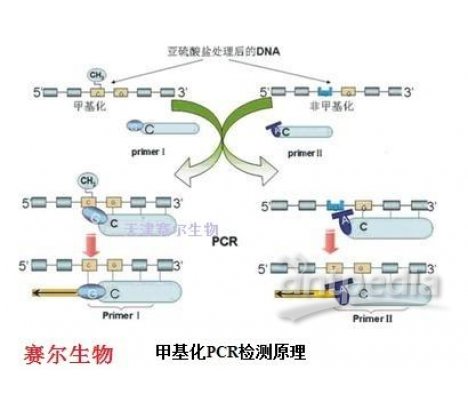 甲基化PCR检测服务