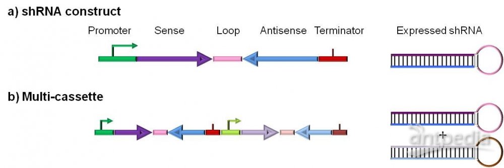 RNAi诱导的植物基因沉默