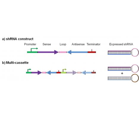 RNAi诱导的植物基因沉默