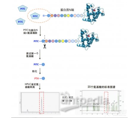 蛋白质N端测序-Edman降解法
