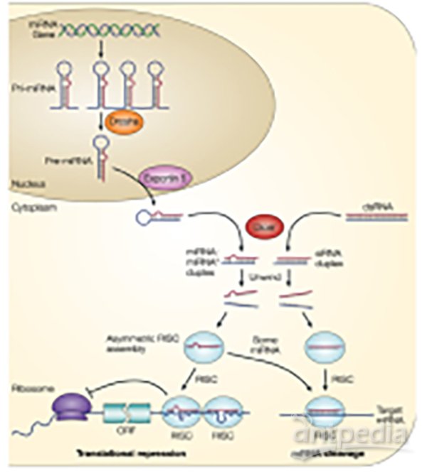 MicroRNA研究方案-研究方案设计案例范文