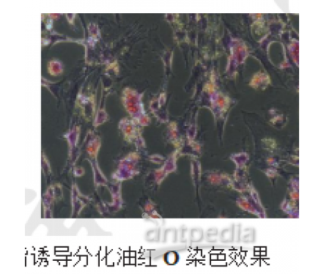 间充质干细胞（MSC）成脂诱导分化图 赛百慷