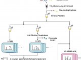 蛋白质糖型分析