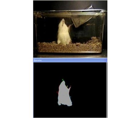 SeizureScan动物（大小鼠）癫痫行为分析系统