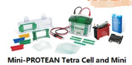 美国伯乐Mini-PROTEAN Tetra Cell and Mini Trans-Blot Module小型垂直槽及转印系统（165-8029现货