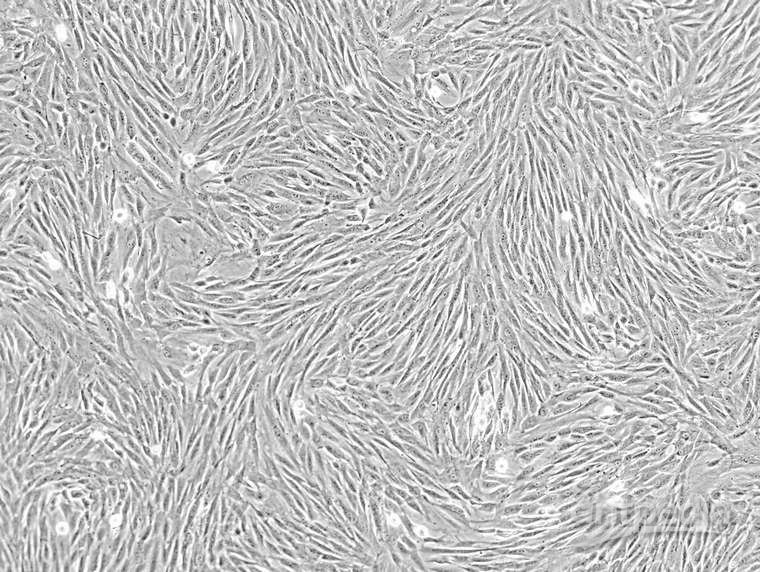 大/小鼠间充质干细胞