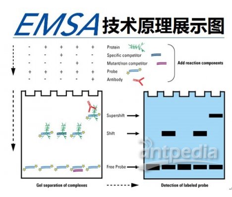 凝胶迁移或电泳迁移率实验EMSA-凝胶电泳迁移率的影响因素