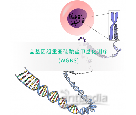 全基因组甲基化测序(WGBS)-易基因