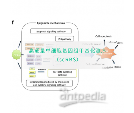 高通量单细胞基因组甲基化测序（scRBS）