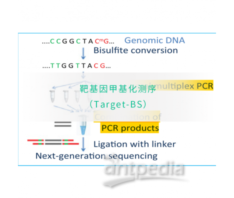 靶基因甲基化测序（Target-BS）