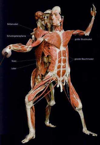 解剖图