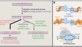 哈佛“大神”最新Cell：“魔剪”CRISPR为何越来越“牛”&nbsp;