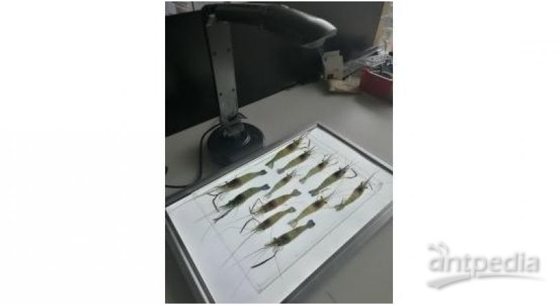 SC-B型鱼虾苗自动测量分析及百粒重仪