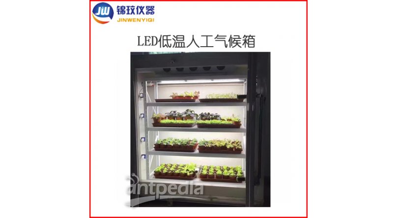锦玟农业用冷光源低温人工气候箱DLRX-250B-LED
